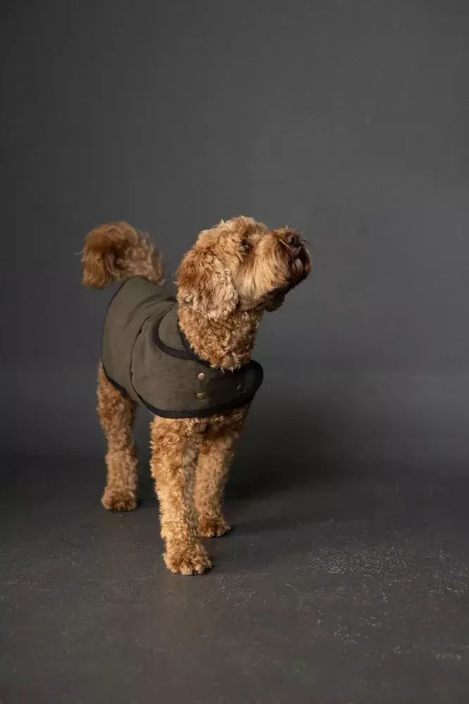 Sew a Dog Coat